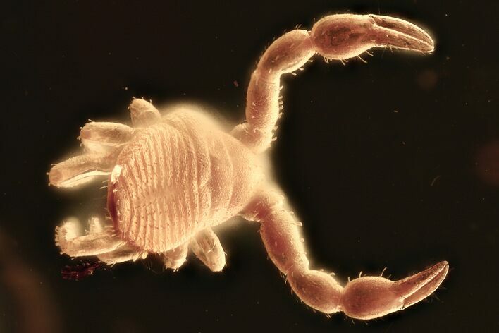 Detailed Fossil Pseudoscorpion (Pseudoscorpiones) In Baltic Amber #328117